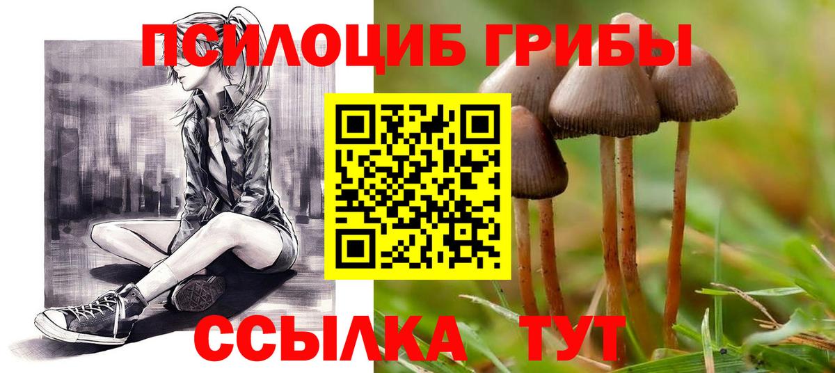 Галлюциногенные грибы Psilocybe Бугуруслан